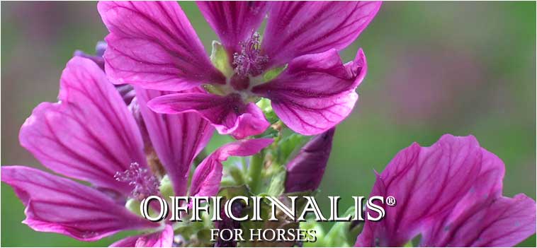 OFFICINALIS FOR HORSES