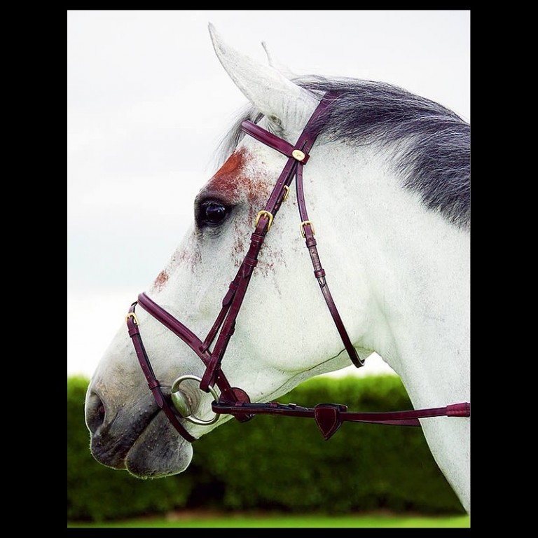 bridle dyon flash