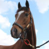EQUI PING SAFETY RING - Image 4