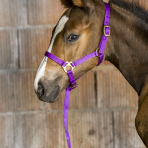 FOAL NYLON HALTER