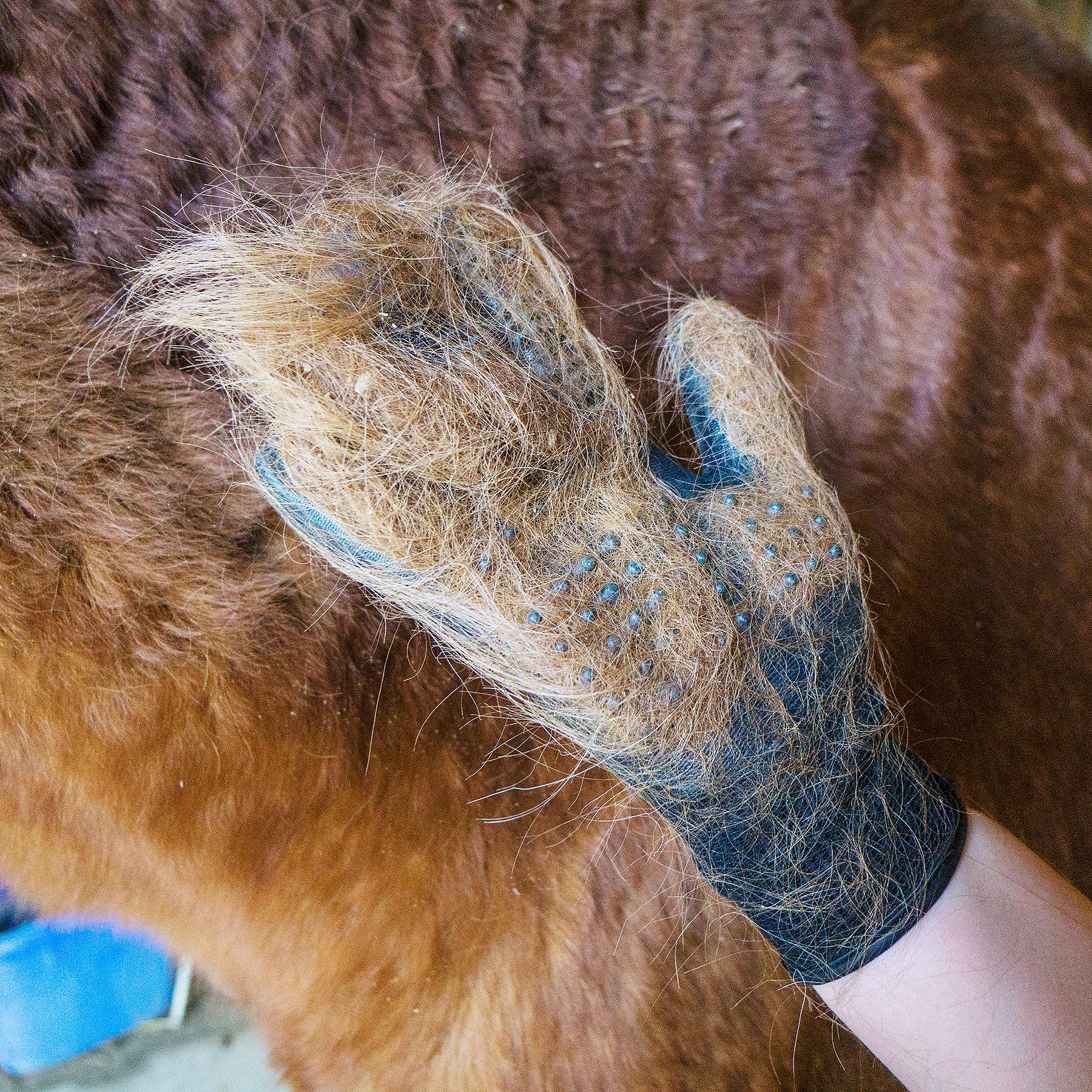 GROOMING GLOVES CURRY GLOVE - Image 3