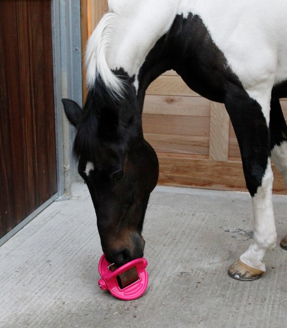BIZZY BALL HORSE LICK - Image 4