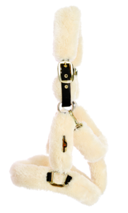 CAVEZZA KENTUCKY AGNELLO