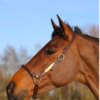 GROOMING KENTUCKY HALTER - Image 3