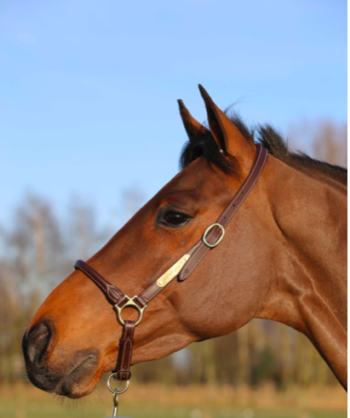 GROOMING KENTUCKY HALTER - Image 3